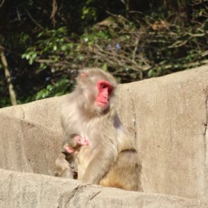 福岡市動物園