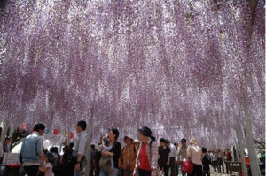 吉祥寺藤祭り