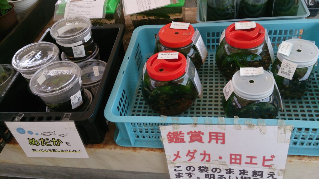 ドリームホープ若宮メダカ