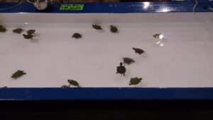 ミドリガメかめすくい