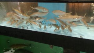 ひさやま生簀アジ