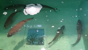 ひさやま生簀の魚