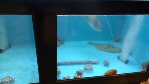 まとい寿司生簀